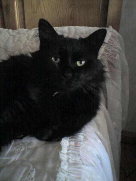 Mon chat