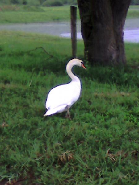 Cygne