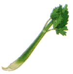 Branche de céléri