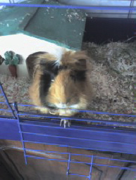 Sam